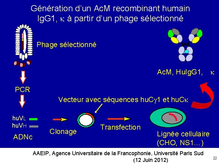 Génération d’un Ac. M recombinant humain Ig. G 1, à partir d’un phage sélectionné