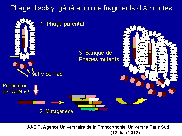 Phage display: génération de fragments d’Ac mutés 1. Phage parental 3. Banque de Phages