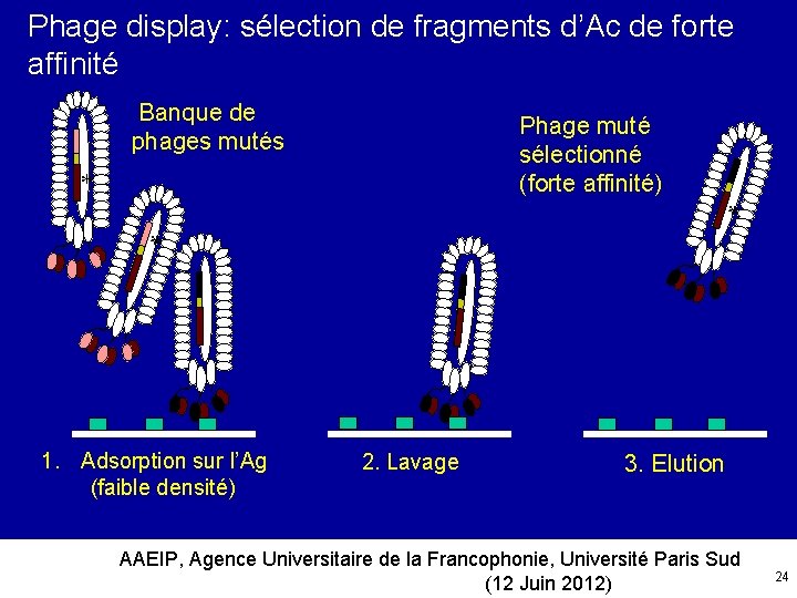 Phage display: sélection de fragments d’Ac de forte affinité Banque de phages mutés Phage