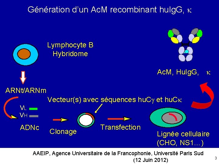 Génération d’un Ac. M recombinant hu. Ig. G, Lymphocyte B Hybridome Ac. M, Hu.