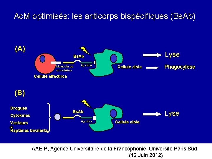 Ac. M optimisés: les anticorps bispécifiques (Bs. Ab) (A) Lyse Bs. Ab Molécule de