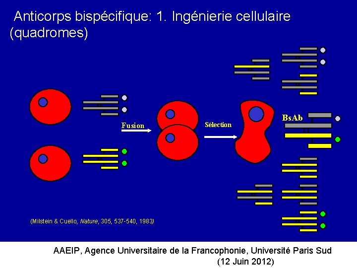  Anticorps bispécifique: 1. Ingénierie cellulaire (quadromes) Fusion Sélection Bs. Ab (Milstein & Cuello,