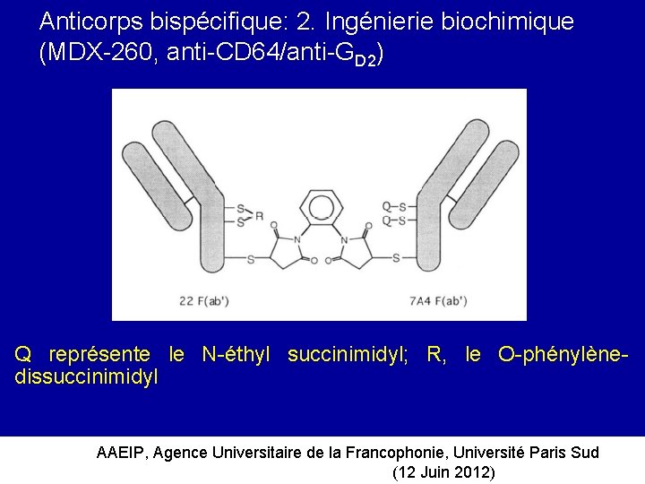 Anticorps bispécifique: 2. Ingénierie biochimique (MDX-260, anti-CD 64/anti-GD 2) Q représente le N-éthyl succinimidyl;