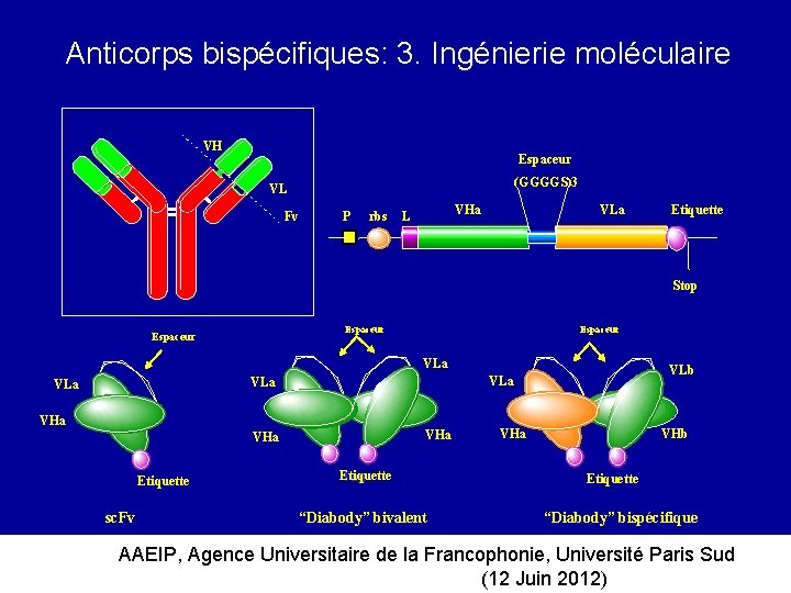 Anticorps bispécifiques: 3. Ingénierie moléculaire VH Espaceur (GGGGS)3 VL Fv P rbs VHa L