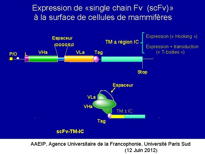 Expression de «single chain Fv (sc. Fv)» à la surface de cellules de mammifères