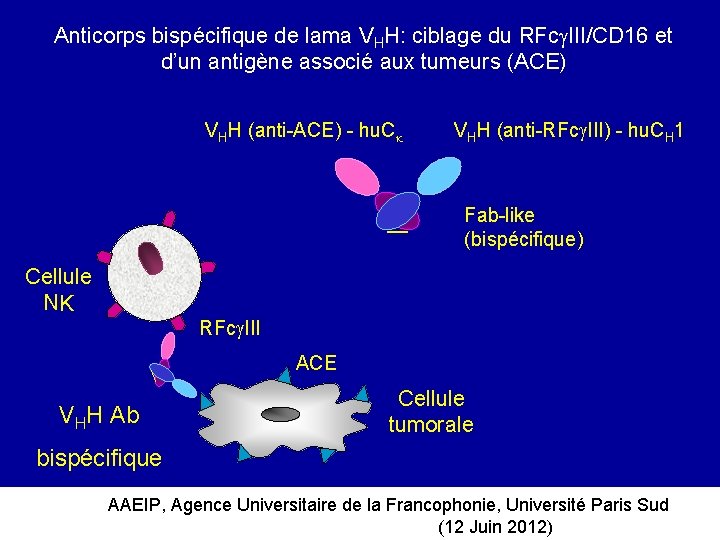 Anticorps bispécifique de lama VHH: ciblage du RFc III/CD 16 et d’un antigène associé