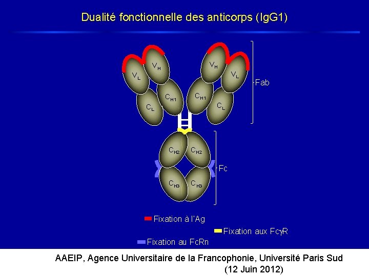 Dualité fonctionnelle des anticorps (Ig. G 1) VH VH VL VL CH 1 CL