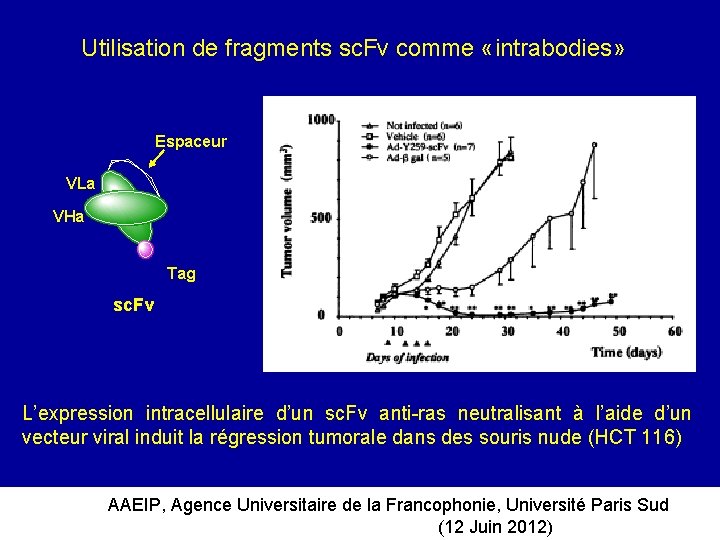 Utilisation de fragments sc. Fv comme «intrabodies» Espaceur VLa VHa Tag sc. Fv L’expression
