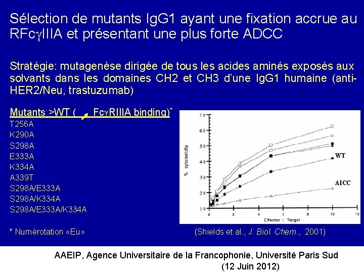 Sélection de mutants Ig. G 1 ayant une fixation accrue au RFc IIIA et