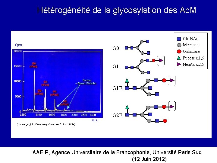 Hétérogénéité de la glycosylation des Ac. M Cpm G 0 G 1 Glc NAc