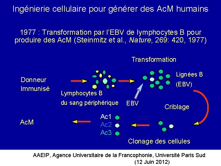 Ingénierie cellulaire pour générer des Ac. M humains 1977 : Transformation par l’EBV de