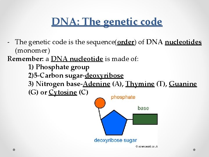 DNA: The genetic code - The genetic code is the sequence(order) of DNA nucleotides