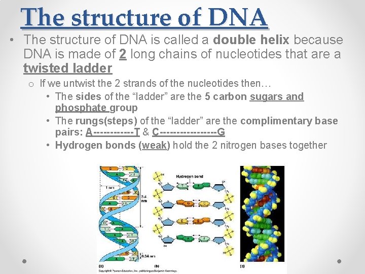 The structure of DNA • The structure of DNA is called a double helix