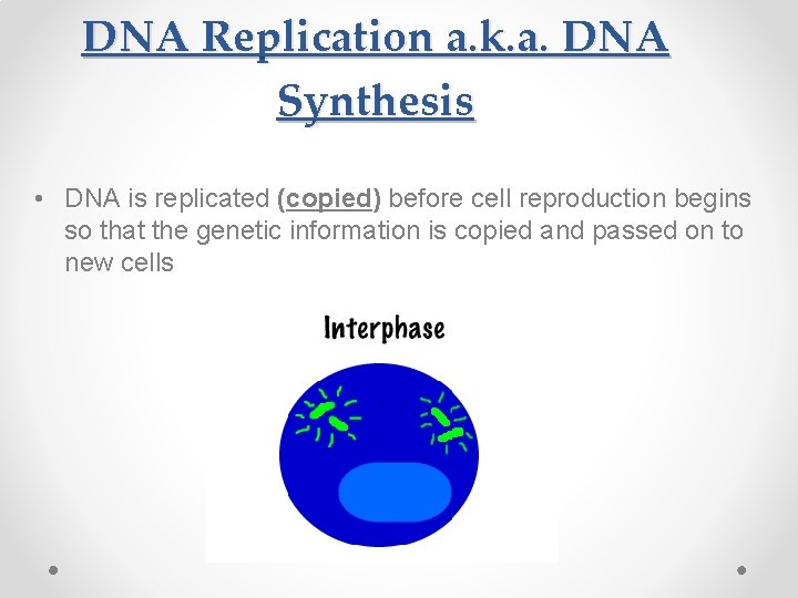 DNA Replication a. k. a. DNA Synthesis • DNA is replicated (copied) before cell