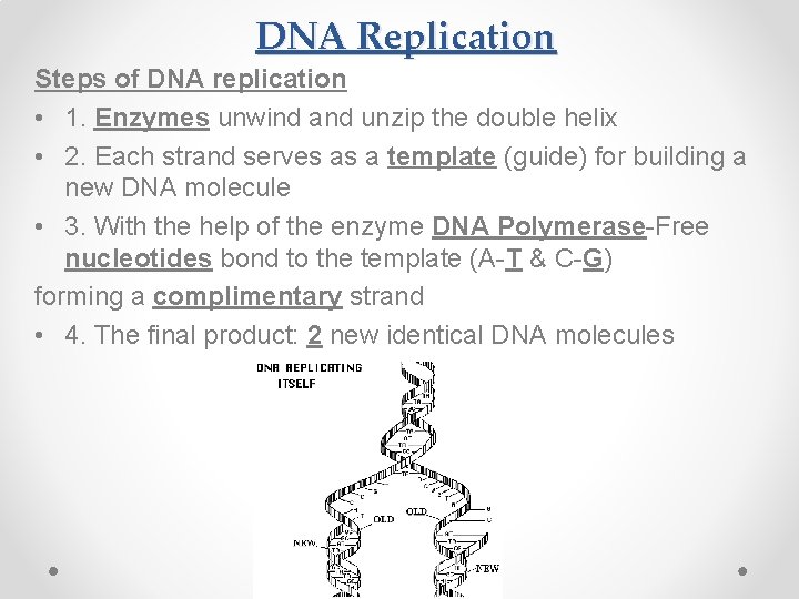 DNA Replication Steps of DNA replication • 1. Enzymes unwind and unzip the double