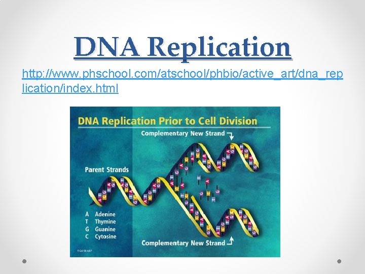 DNA Replication http: //www. phschool. com/atschool/phbio/active_art/dna_rep lication/index. html 