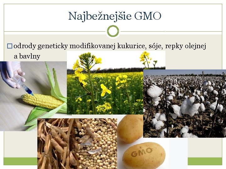 Najbežnejšie GMO � odrody geneticky modifikovanej kukurice, sóje, repky olejnej a bavlny 