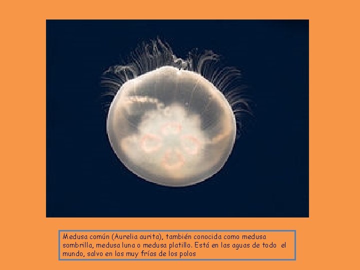 Medusa común (Aurelia aurita), también conocida como medusa sombrilla, medusa luna o medusa platillo.