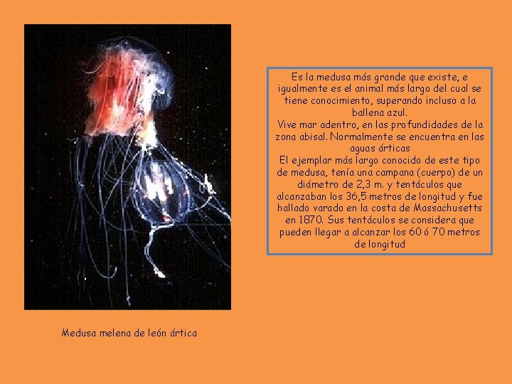 Es la medusa más grande que existe, e igualmente es el animal más largo