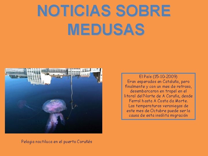 NOTICIAS SOBRE MEDUSAS El País (15 -10 -2009) Eran esperadas en Cataluña, pero finalmente