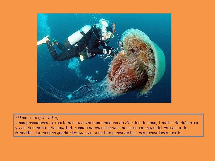 20 minutos (10 -10 -09) Unos pescadores de Ceuta han localizado una medusa de