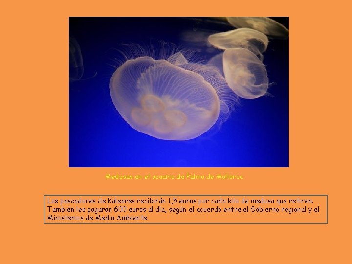 Medusas en el acuario de Palma de Mallorca Los pescadores de Baleares recibirán 1,