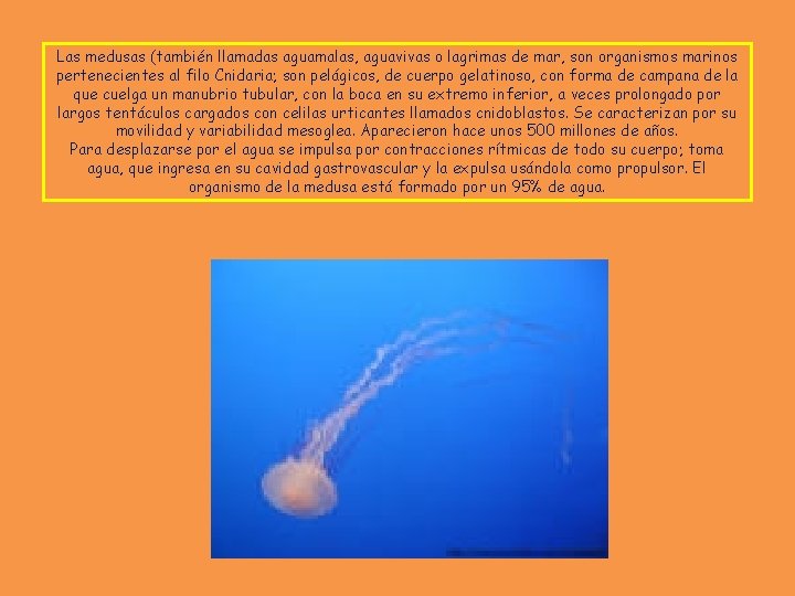 Las medusas (también llamadas aguamalas, aguavivas o lagrimas de mar, son organismos marinos pertenecientes