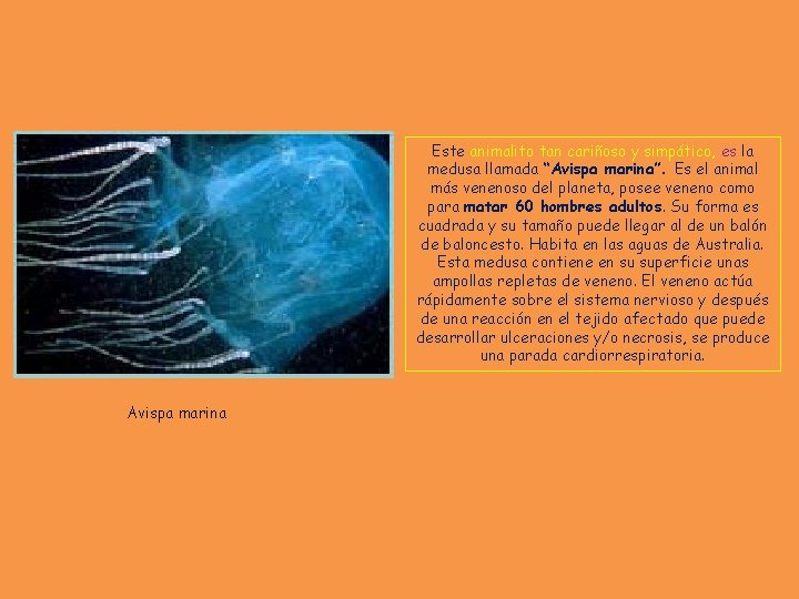 Este animalito tan cariñoso y simpático, es la medusa llamada “Avispa marina”. Es el