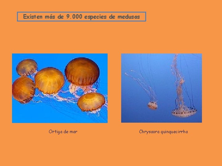 Existen más de 9. 000 especies de medusas Ortiga de mar Chrysaora quinquecirrha 