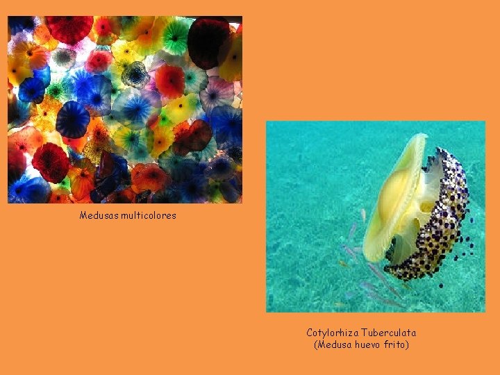 Medusas multicolores Cotylorhiza Tuberculata (Medusa huevo frito) 