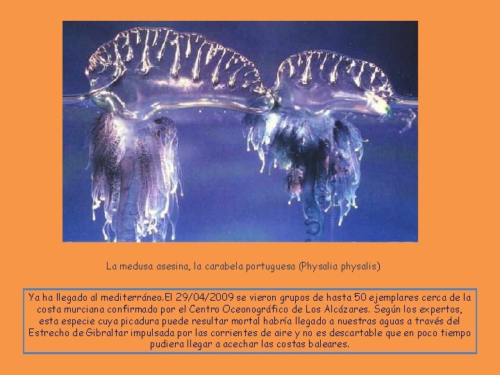 La medusa asesina, la carabela portuguesa (Physalia physalis) Ya ha llegado al mediterráneo. El
