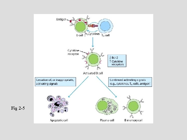 Fig 2 -5 