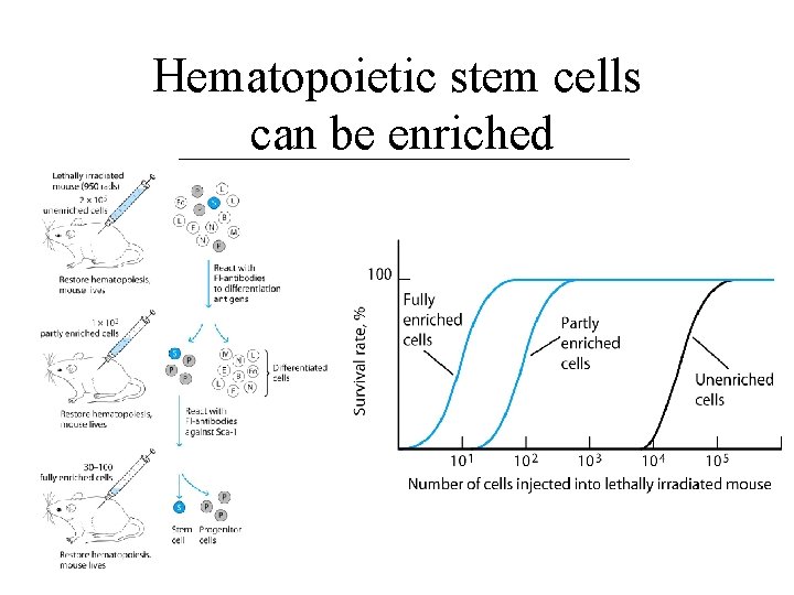 Hematopoietic stem cells can be enriched 