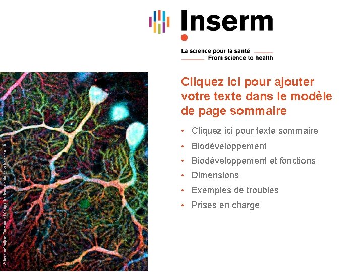 Cliquez ici pour ajouter votre texte dans le modèle de page sommaire © Inserm/Valjent