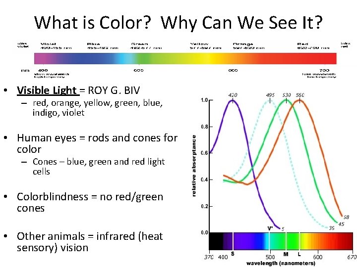 What is Color? Why Can We See It? • Visible Light = ROY G.
