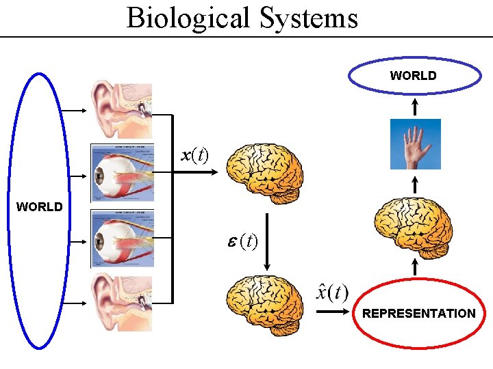 Biological Systems WORLD x(t) WORLD (t) REPRESENTATION 