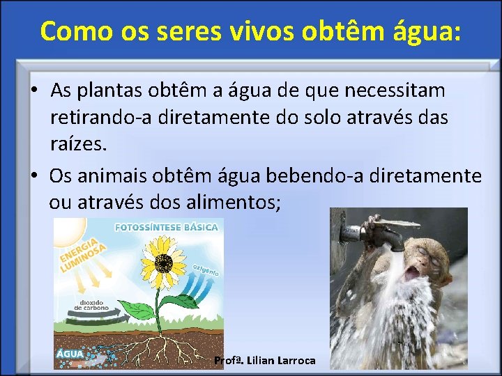 Como os seres vivos obtêm água: • As plantas obtêm a água de que