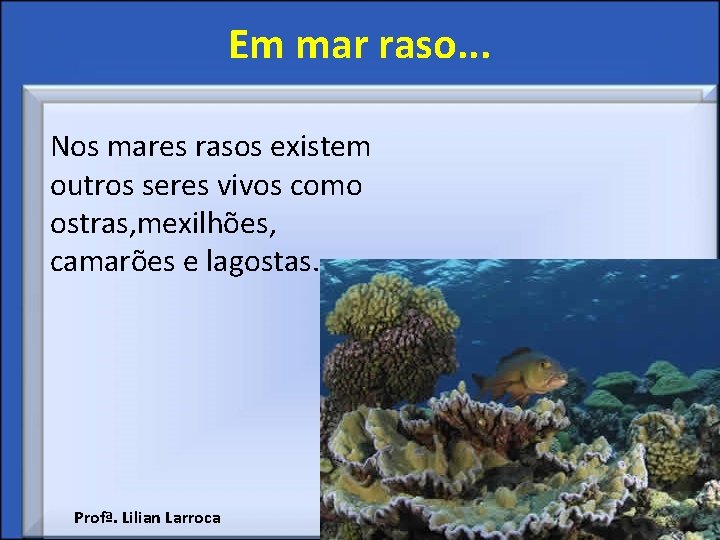 Em mar raso. . . Nos mares rasos existem outros seres vivos como ostras,