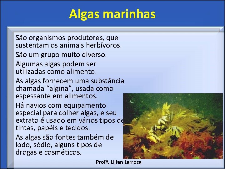 Algas marinhas São organismos produtores, que sustentam os animais herbívoros. São um grupo muito