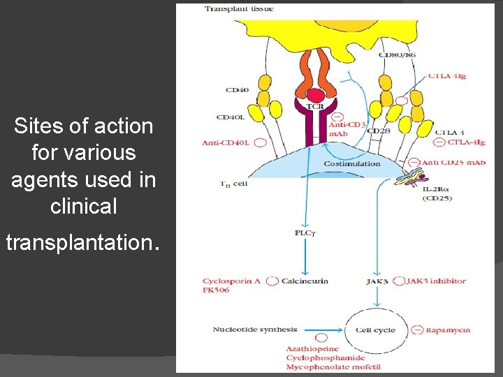 Sites of action for various agents used in clinical transplantation. 