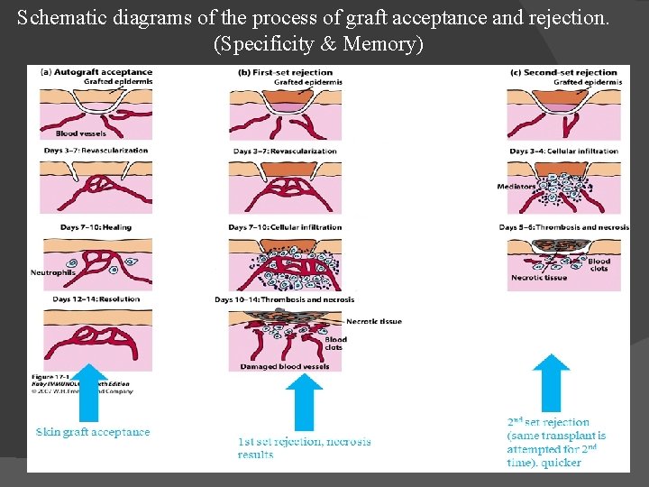 Schematic diagrams of the process of graft acceptance and rejection. (Specificity & Memory) 