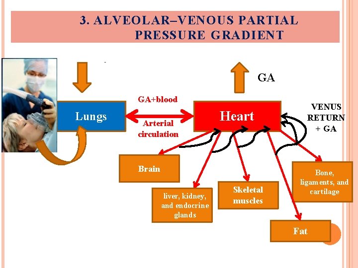 3. ALVEOLAR–VENOUS PARTIAL PRESSURE GRADIENT GA GA+blood Lungs Arterial circulation Heart Brain liver, kidney,