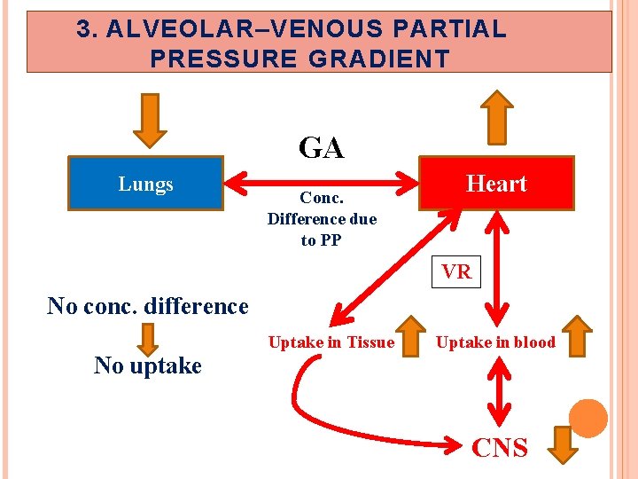 3. ALVEOLAR–VENOUS PARTIAL PRESSURE GRADIENT GA Lungs Conc. Difference due to PP Heart VR