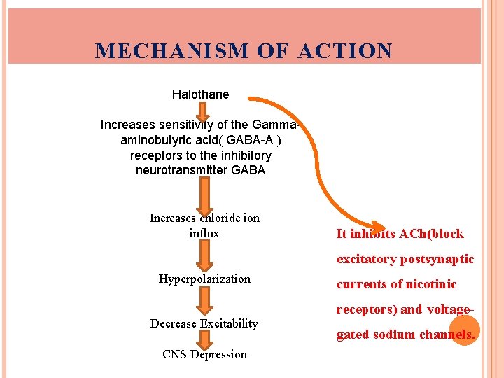 MECHANISM OF ACTION Halothane Increases sensitivity of the Gammaaminobutyric acid( GABA-A ) receptors to