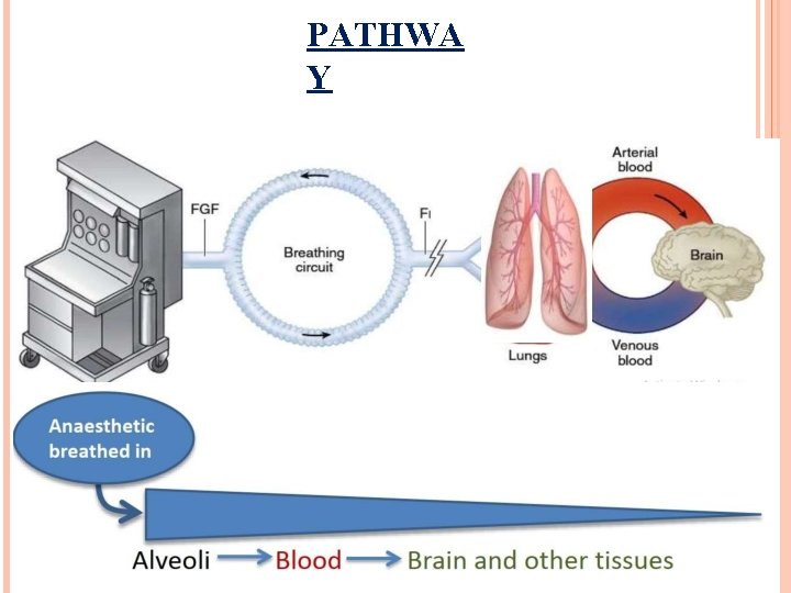 PATHWA Y 