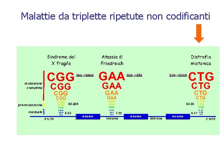 Malattie da triplette ripetute non codificanti 