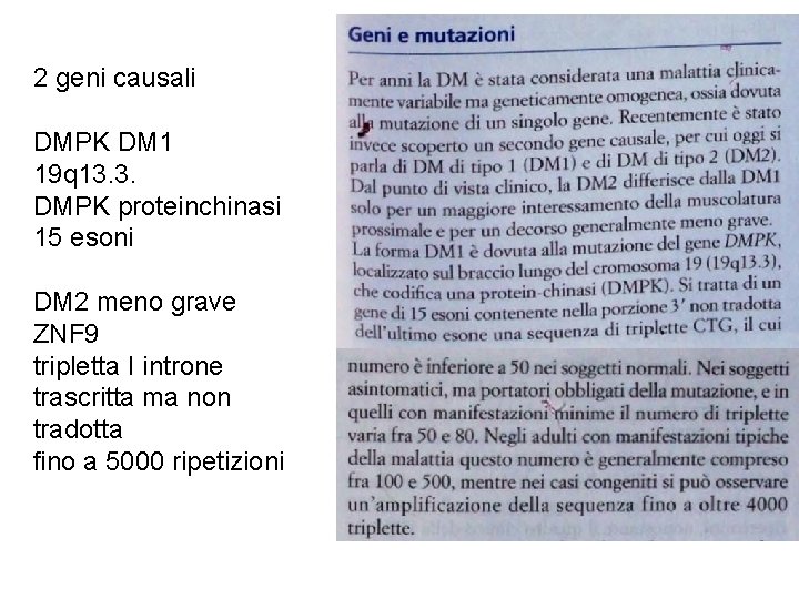2 geni causali DMPK DM 1 19 q 13. 3. DMPK proteinchinasi 15 esoni