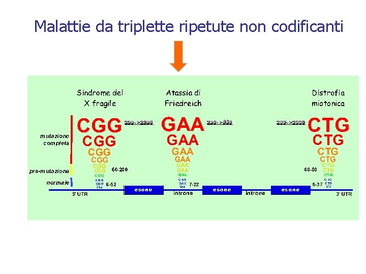 Malattie da triplette ripetute non codificanti 