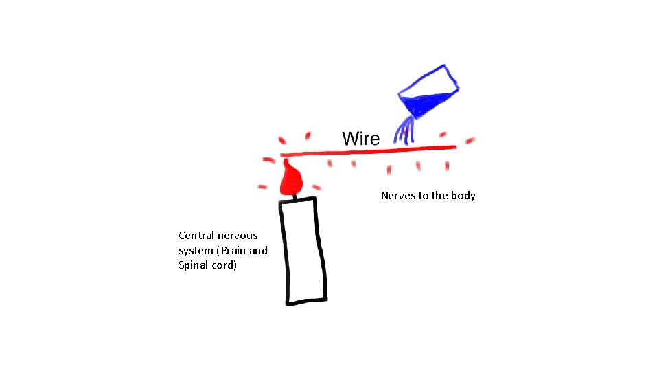 Nerves to the body Central nervous system (Brain and Spinal cord) 
