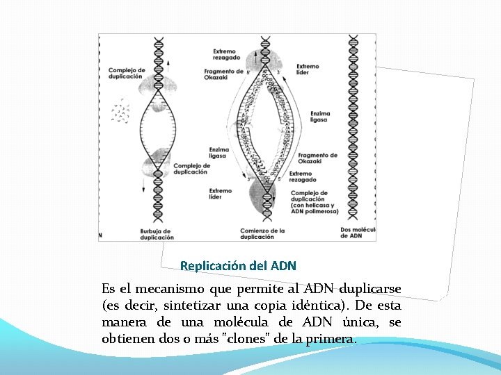 Replicación del ADN Es el mecanismo que permite al ADN duplicarse (es decir, sintetizar